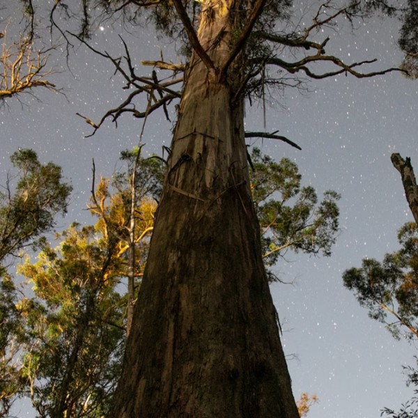 Where Giants Live image